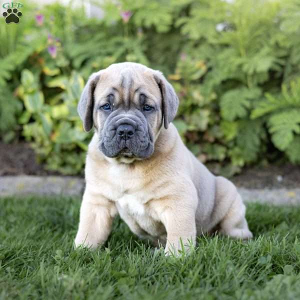 Iron, Cane Corso Puppy